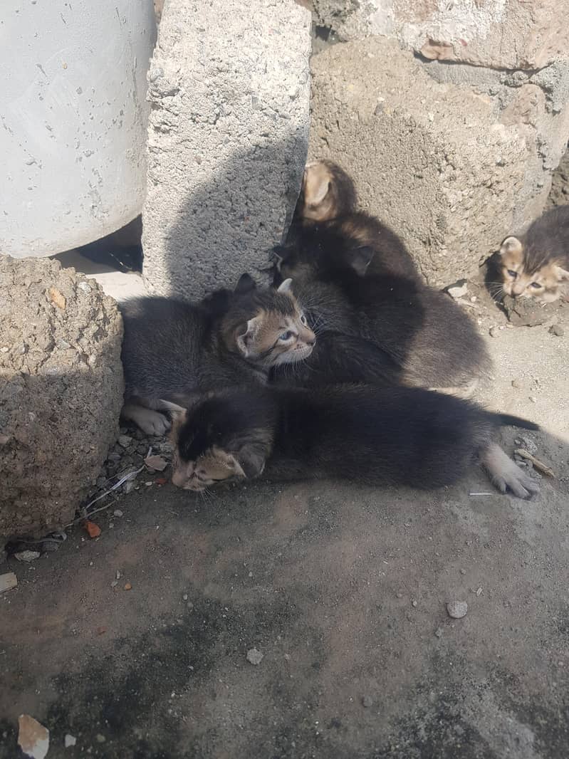 kittens 2