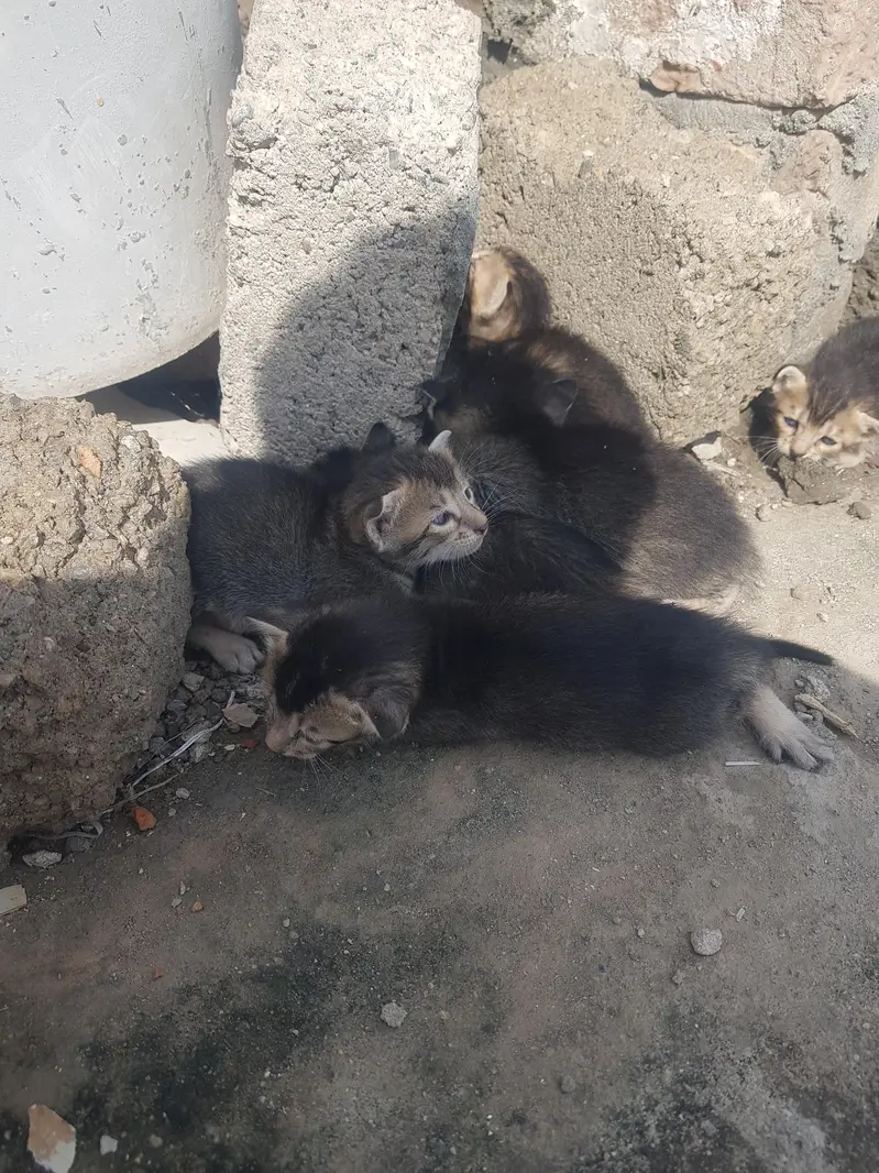kittens — photo 3