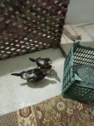 aseel chick pair