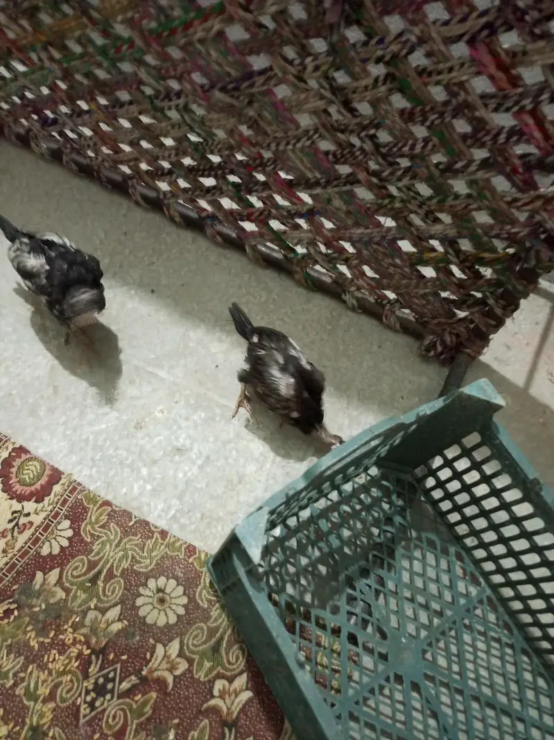 aseel chick pair — photo 2