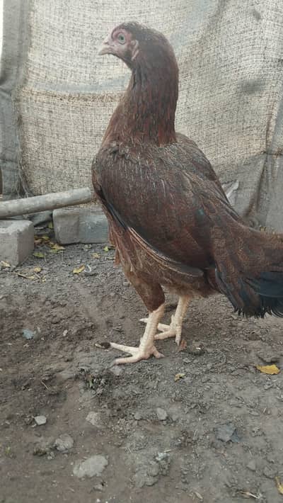 Hens available