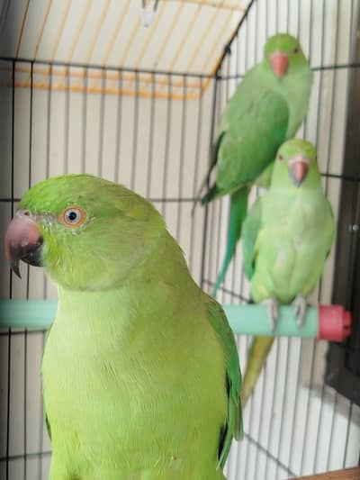 5,6 months old parrots