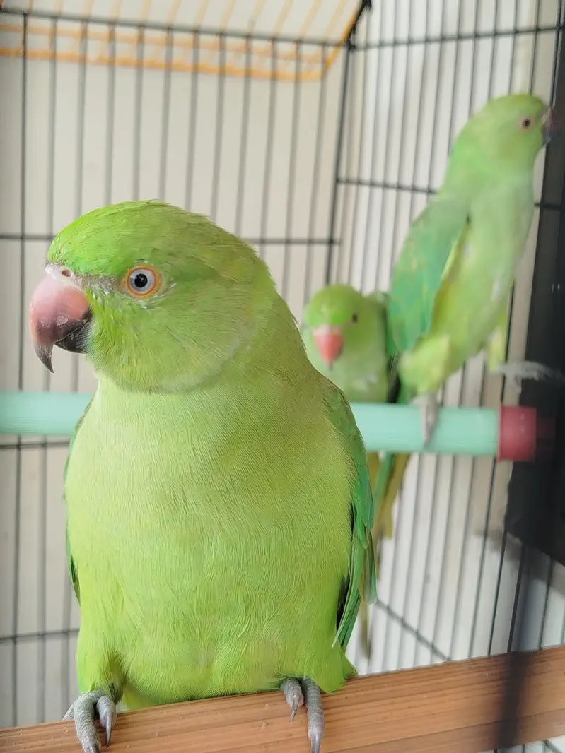 5,6 months old parrots — photo 2