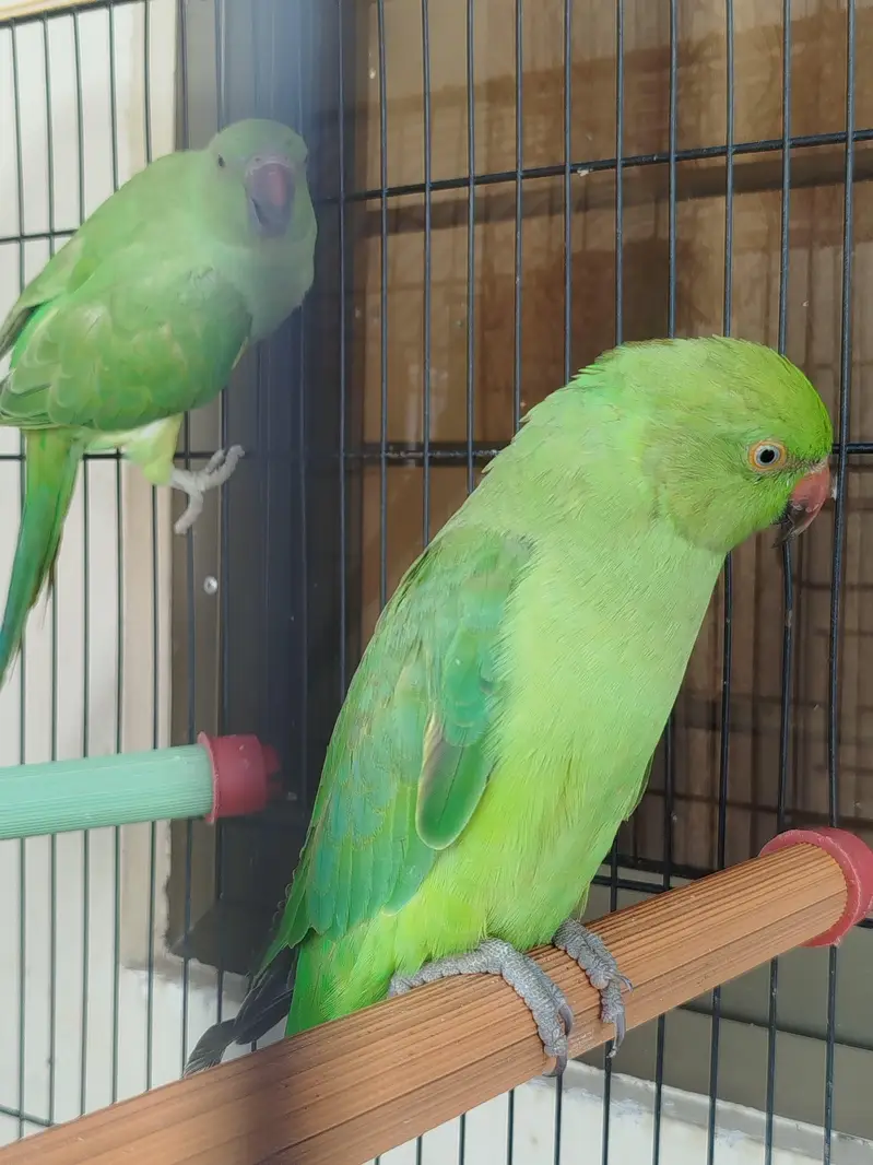 5,6 months old parrots — photo 3