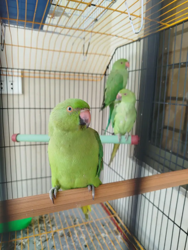 5,6 months old parrots — photo 4