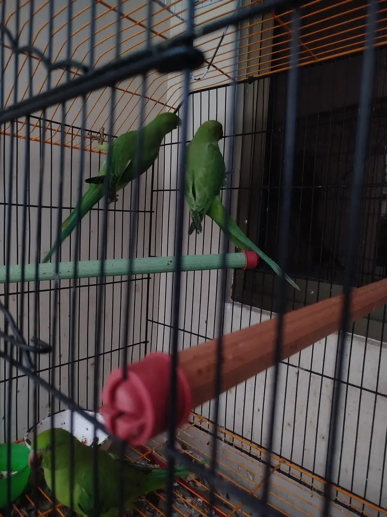 5,6 months old parrots — photo 5