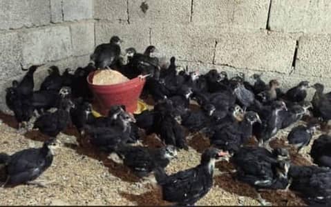 Australorp Chicks