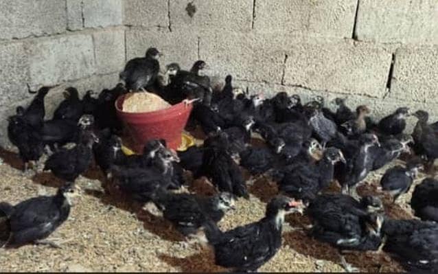 Pure Black Australorp Chicks 0