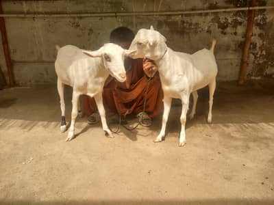 All point me gabban tadi gulabi me for sale