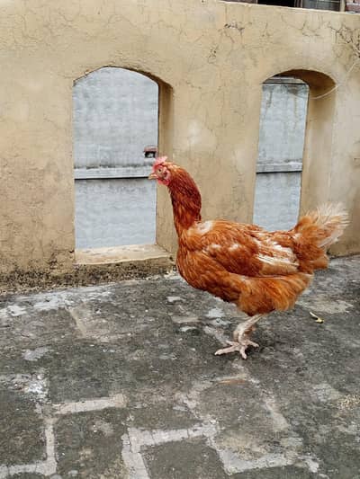 lohman brown and golden misri hens
