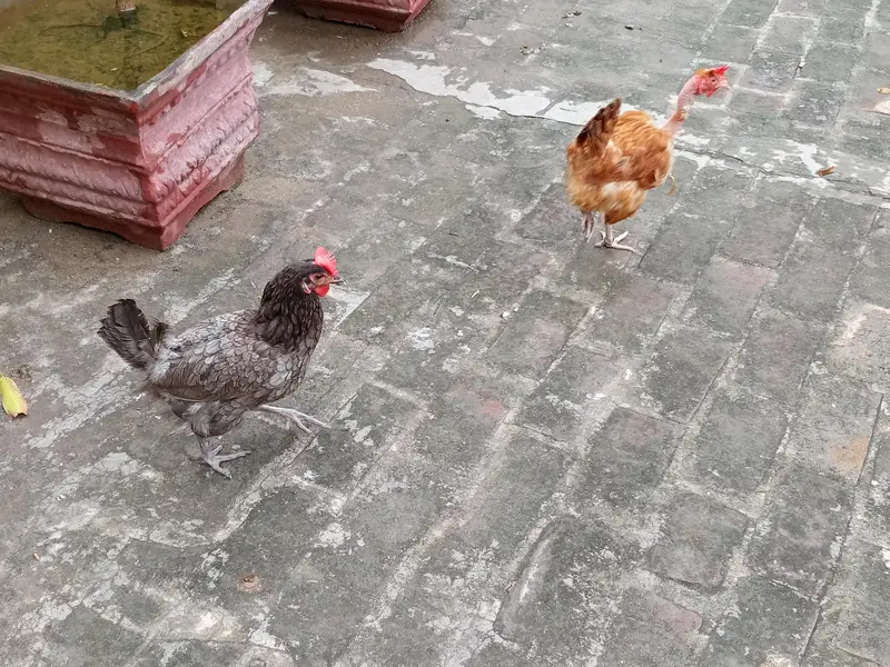 lohman brown and golden misri hens — photo 2