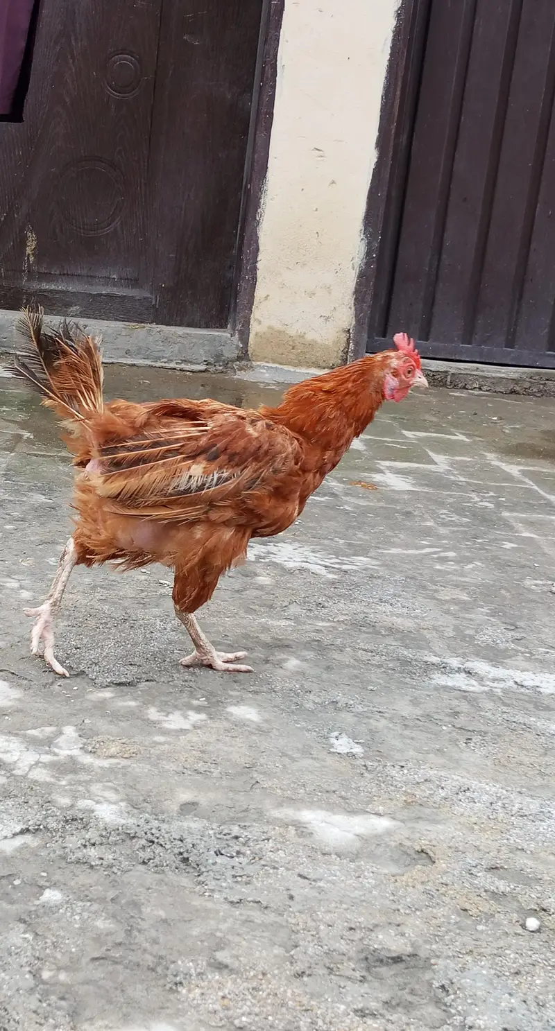 lohman brown and golden misri hens — photo 3