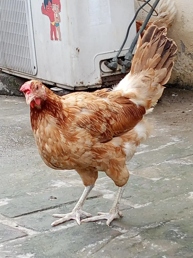 lohman brown and golden misri hens — photo 4
