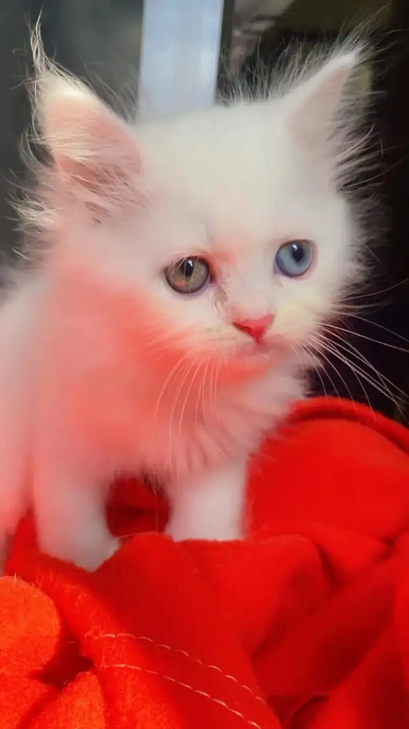 Quality Persian Punchface cat & kitten. moreWhatsApp 03704601746 — photo 3