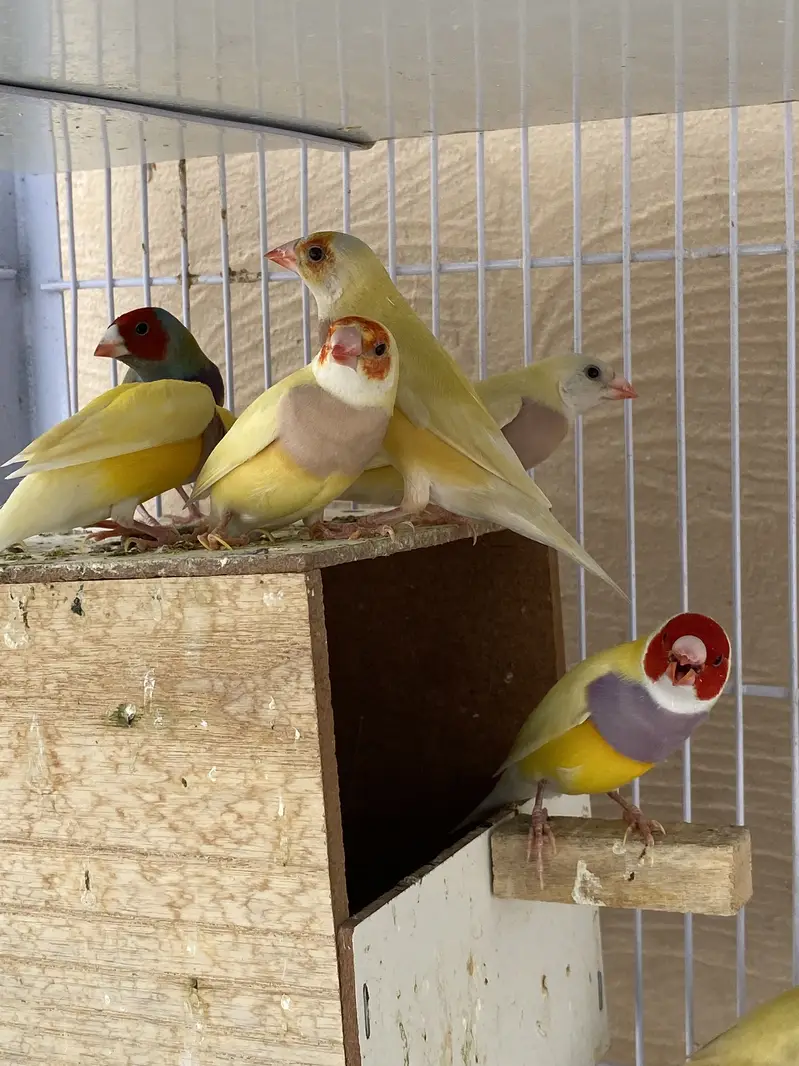 lutino and common Golden finch. — photo 6