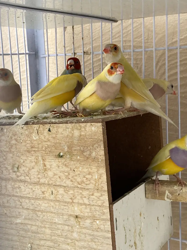 lutino and common Golden finch. — photo 7