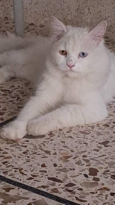 Breeding pair of angora Turkish male cat and persian female cat