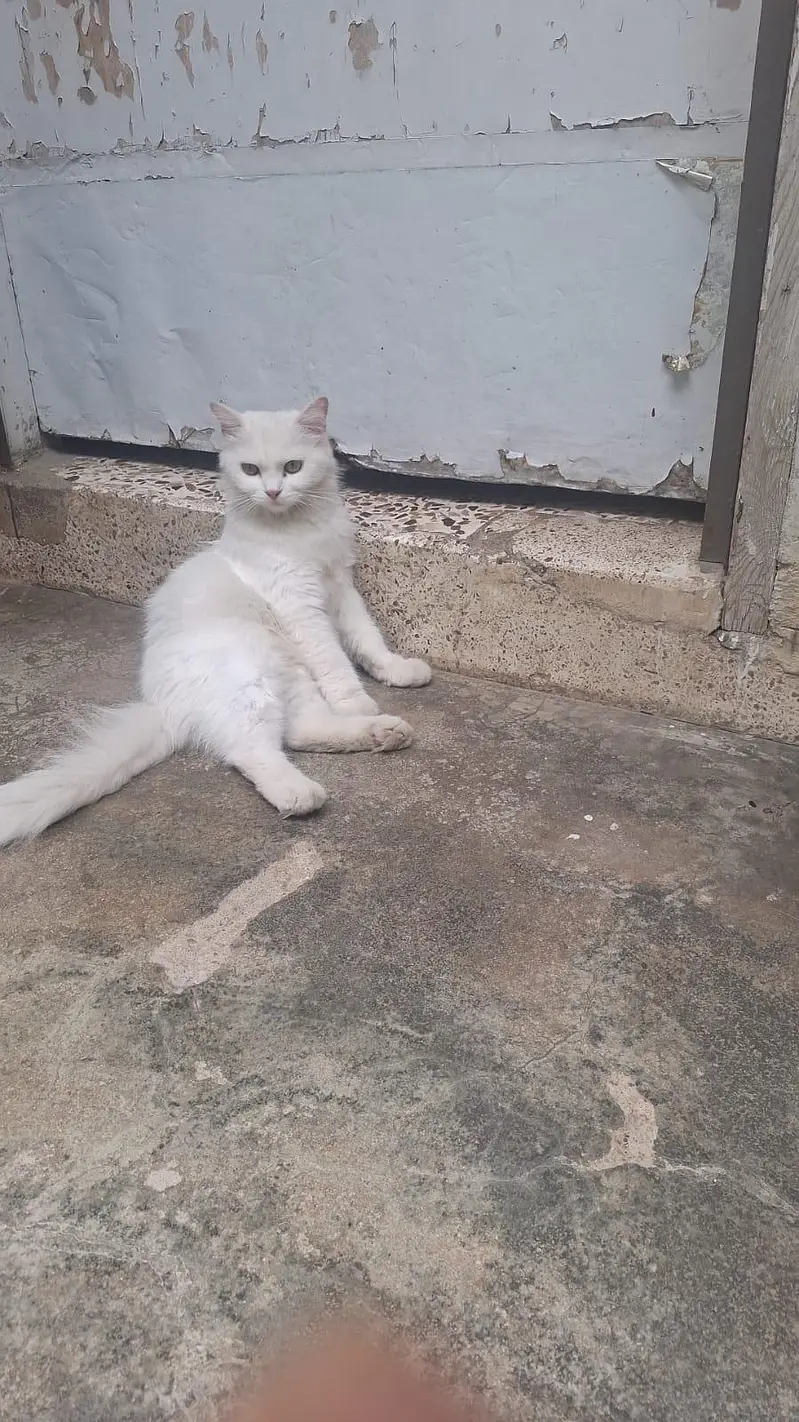 Breeding pair of angora Turkish male cat and persian female cat — photo 2