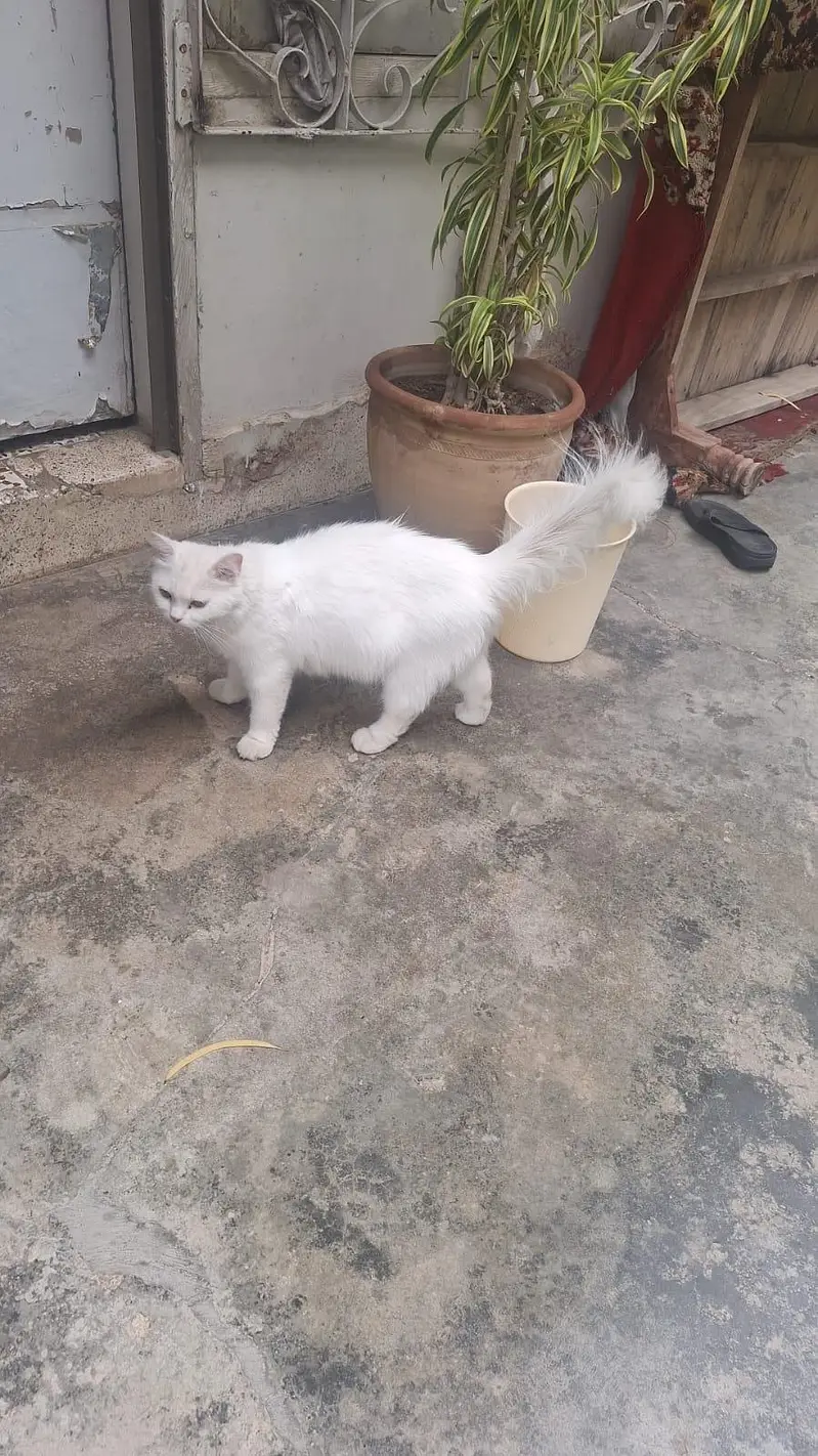 Breeding pair of angora Turkish male cat and persian female cat — photo 3