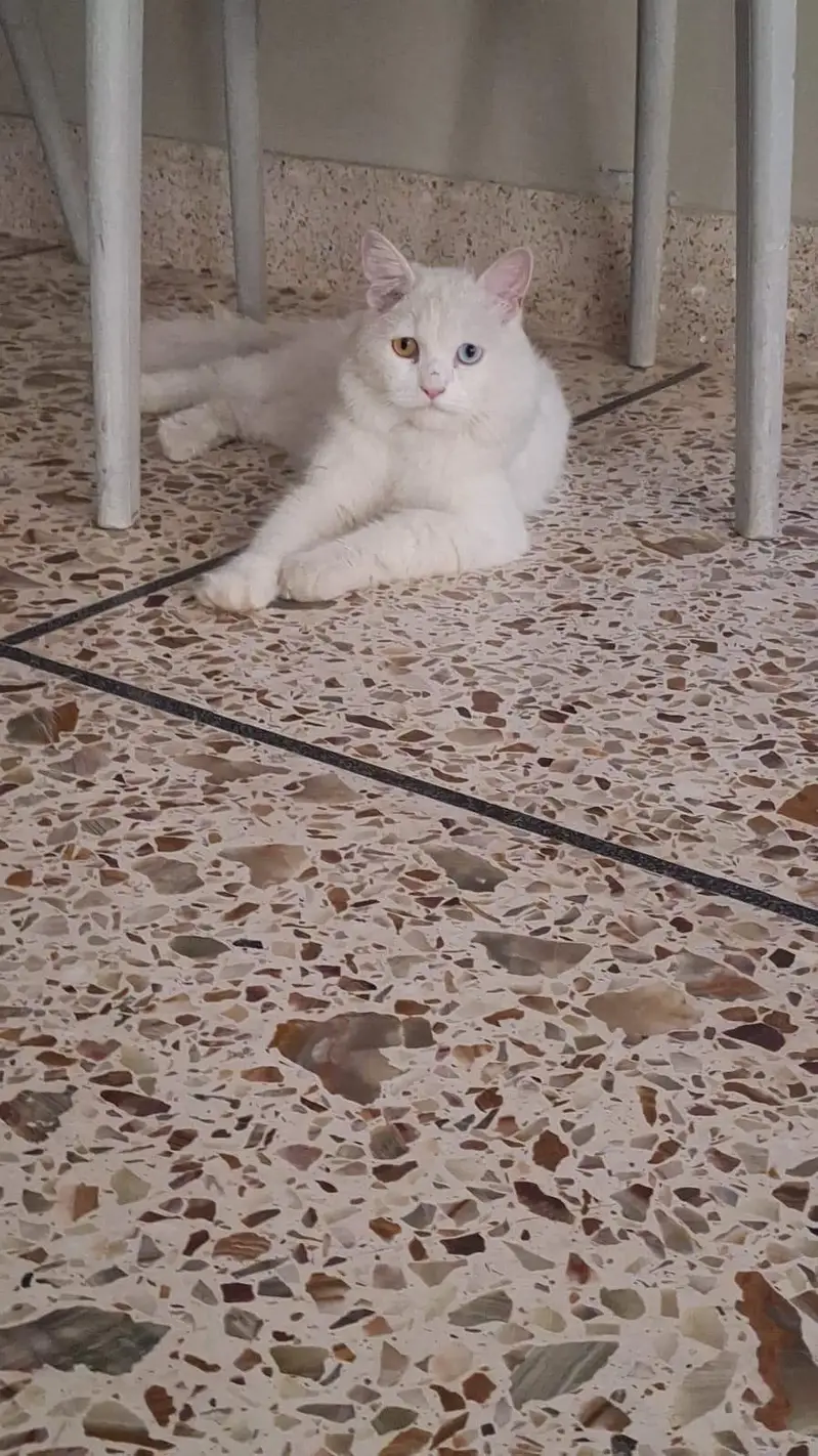 Breeding pair of angora Turkish male cat and persian female cat — photo 4