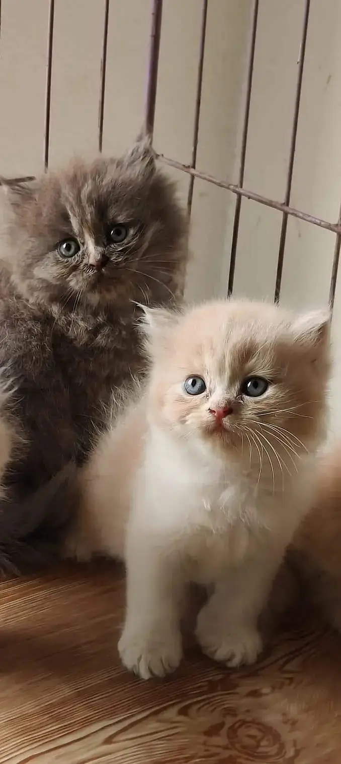 Quality Persian Punchface cat & kitten. moreWhatsApp 03704601746 — photo 2