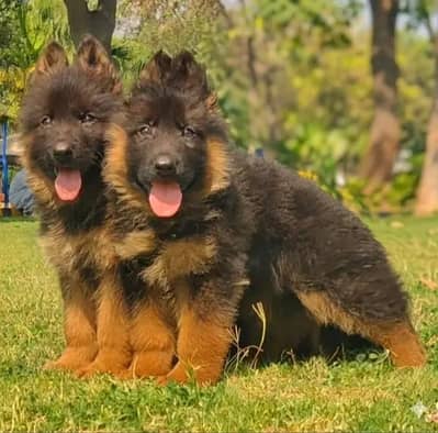 topline show high class quality gsd proper long coat pair for sale