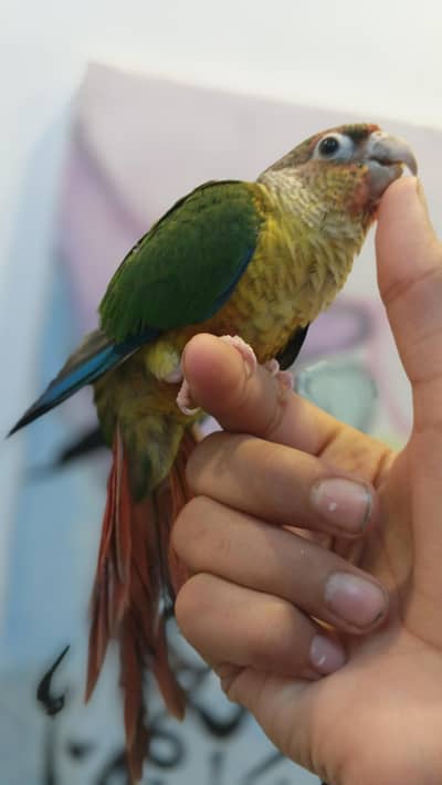 Green cheek conure Bilkul Hand tame