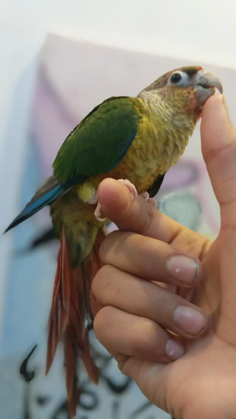 Green cheek conure Bilkul Hand tame — photo 2