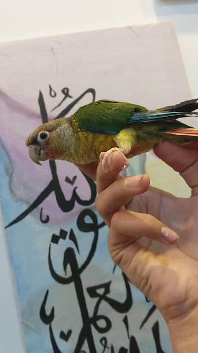 Green cheek conure Bilkul Hand tame