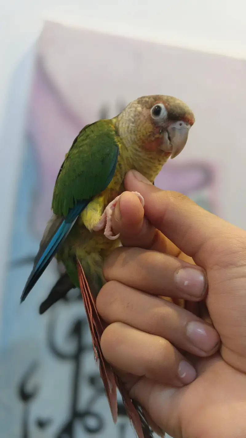Green cheek conure Bilkul Hand tame — photo 3