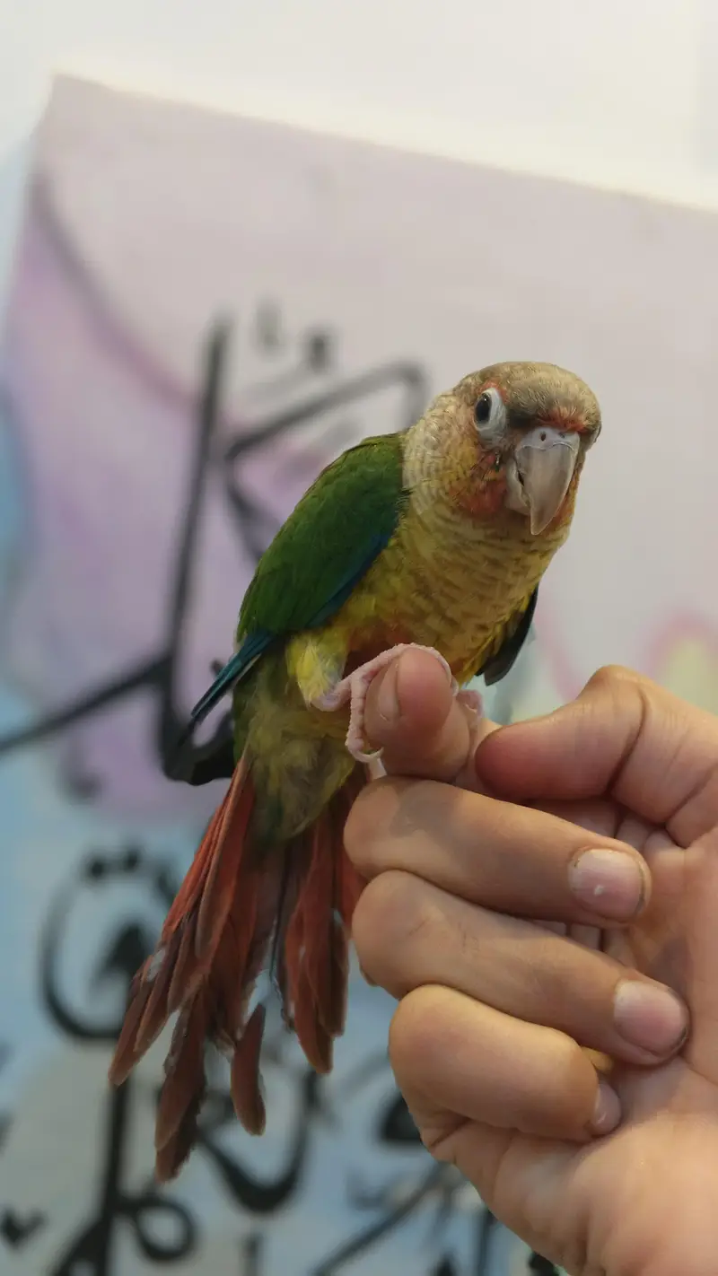 Green cheek conure Bilkul Hand tame — photo 4