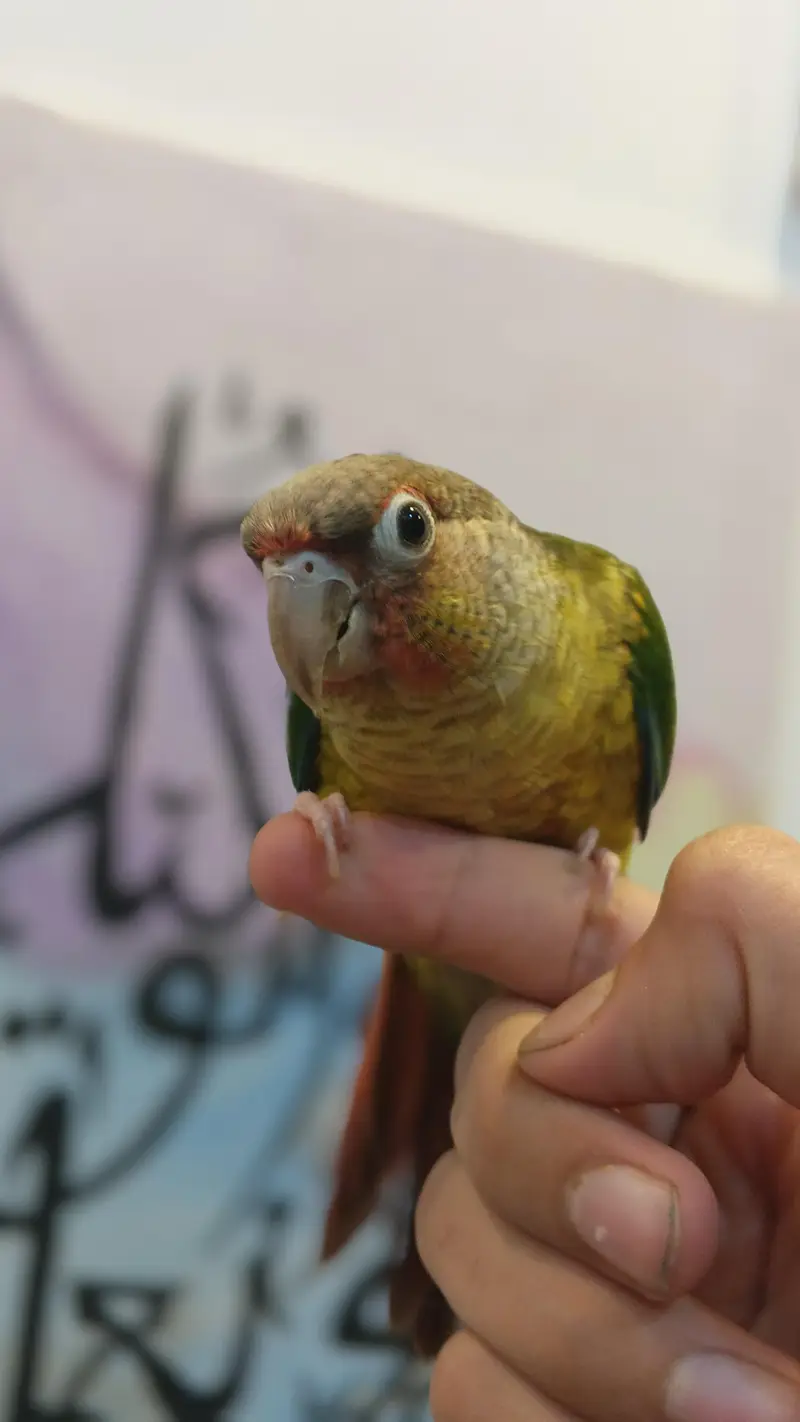 Green cheek conure Bilkul Hand tame — photo 5