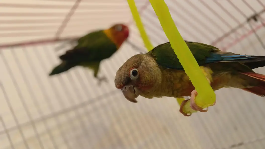 Green cheek conure Bilkul Hand tame — photo 6