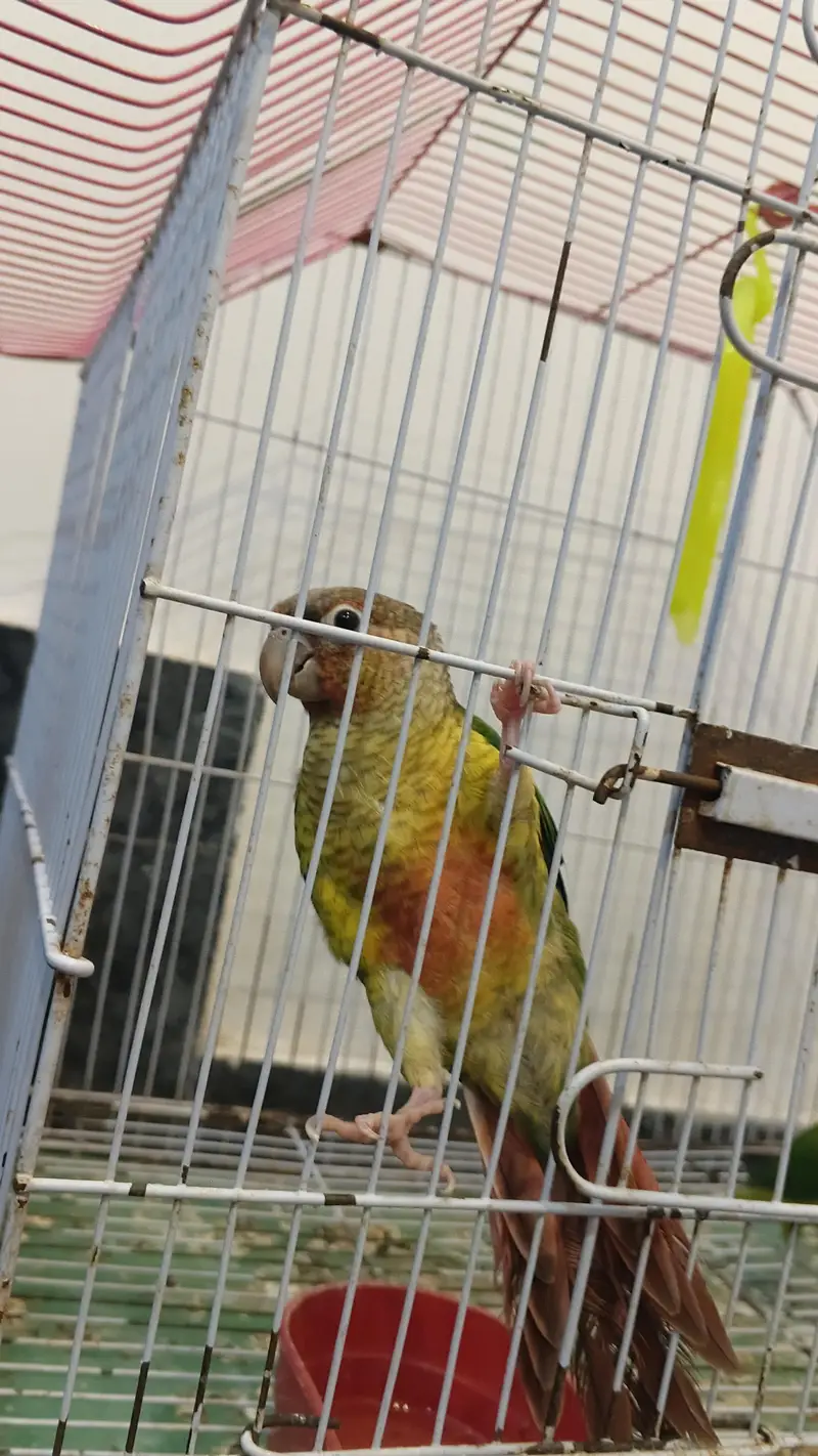 Green cheek conure Bilkul Hand tame — photo 7