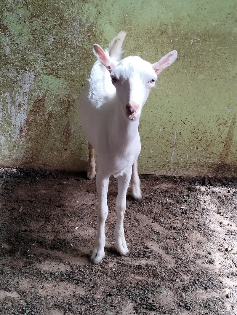 Kiran male available (kanj) — photo 3