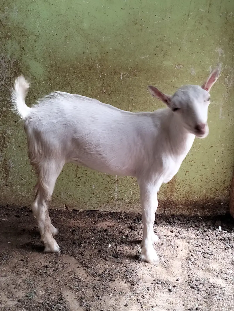 Kiran male available (kanj) — photo 4