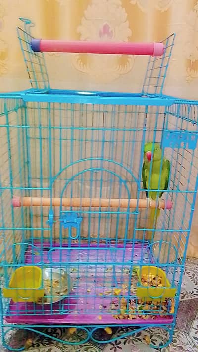 kashmiri parrot