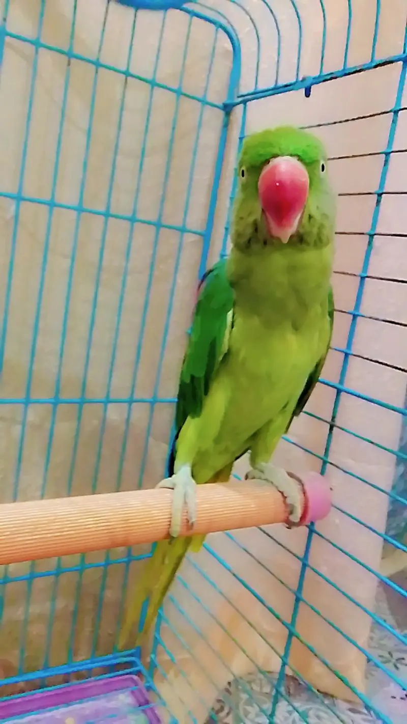 kashmiri parrot — photo 2