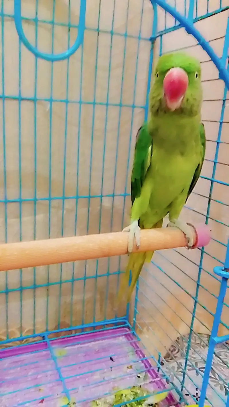 kashmiri parrot — photo 3