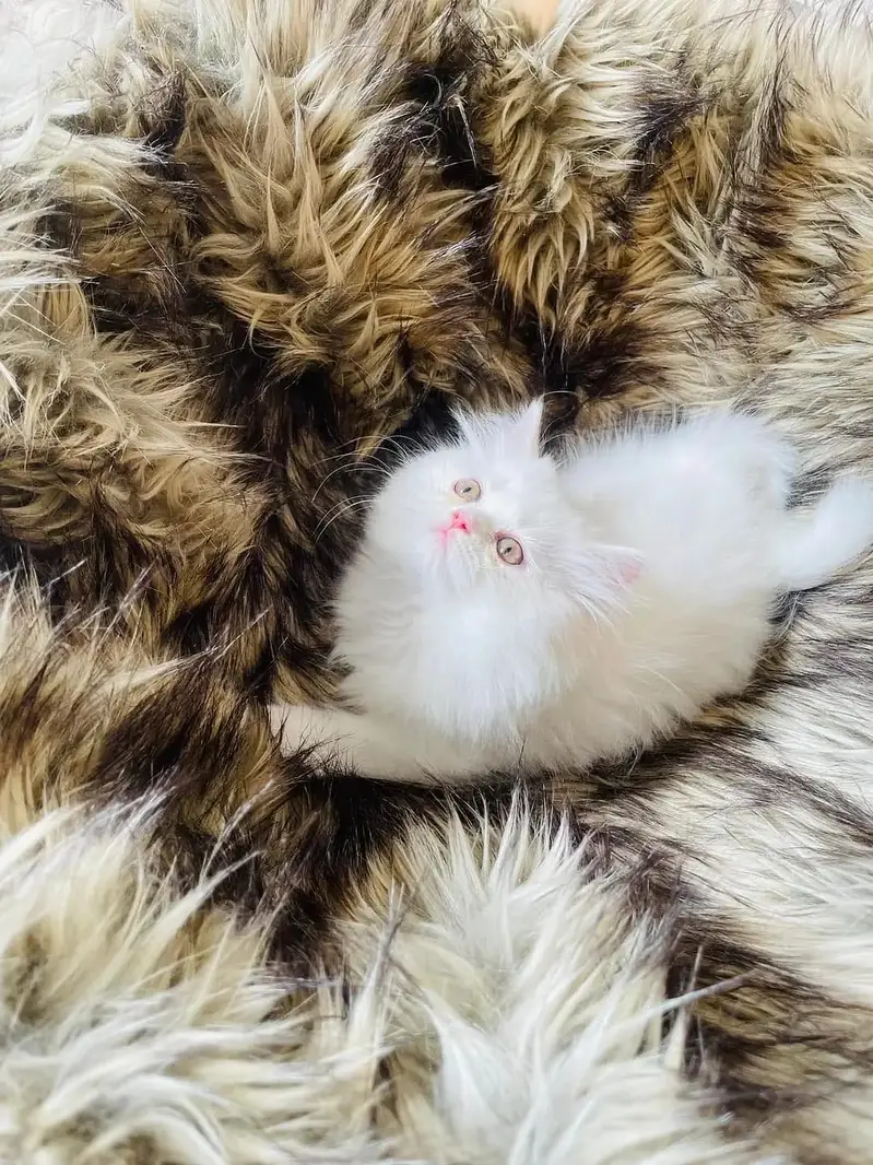 Quality Persian Punchface cat & kitten. moreWhatsApp 03704601746 — photo 2