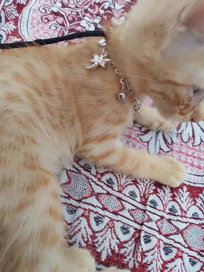 orange catt for sale