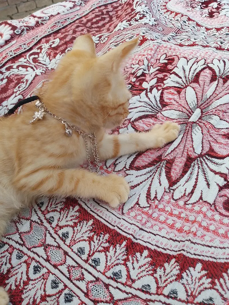 orange catt for sale — photo 2