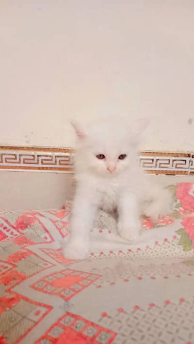 parshion kittens for Sale