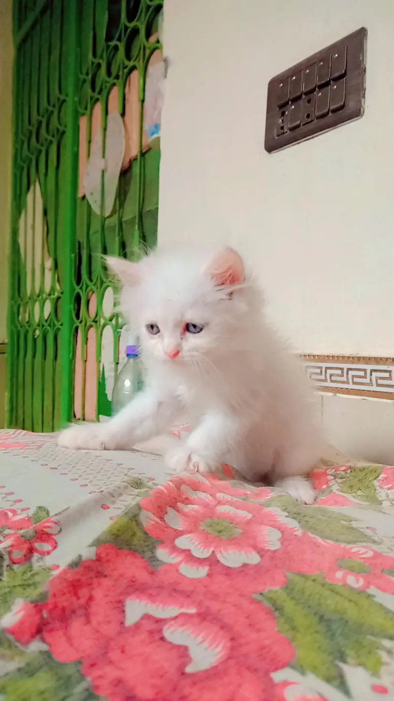parshion kittens for Sale — photo 2