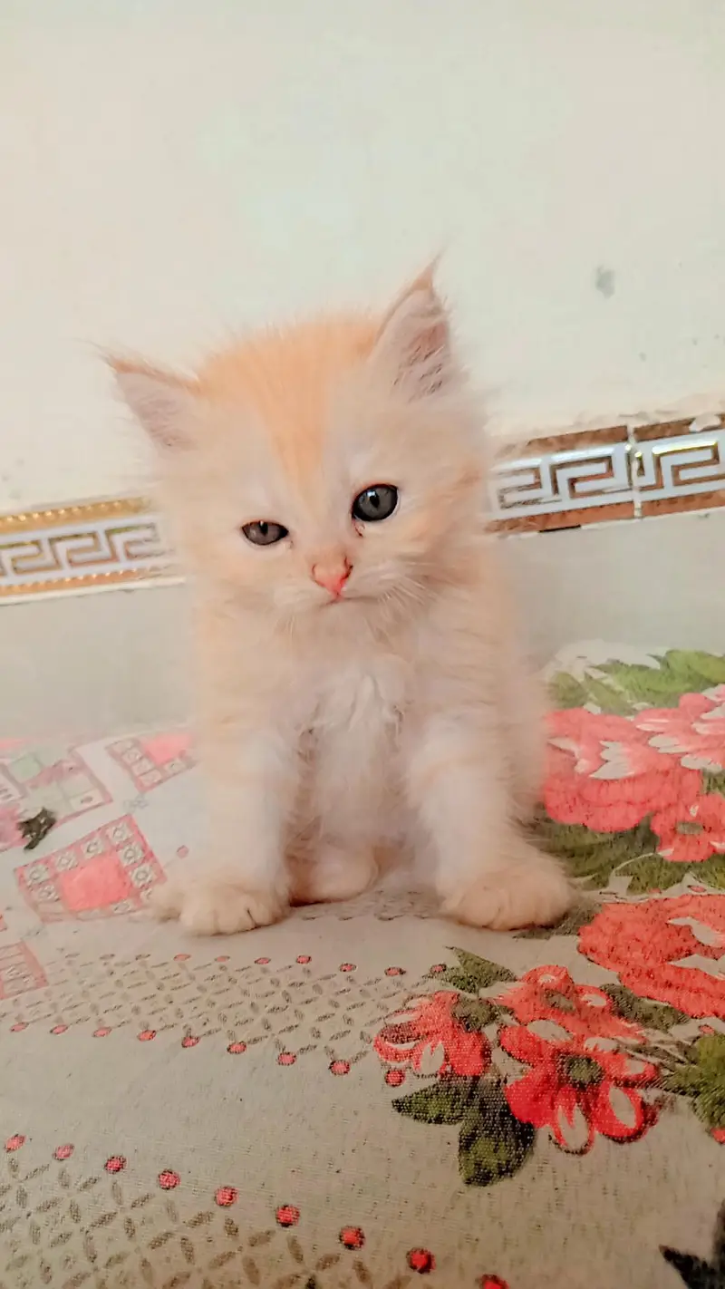 parshion kittens for Sale — photo 3