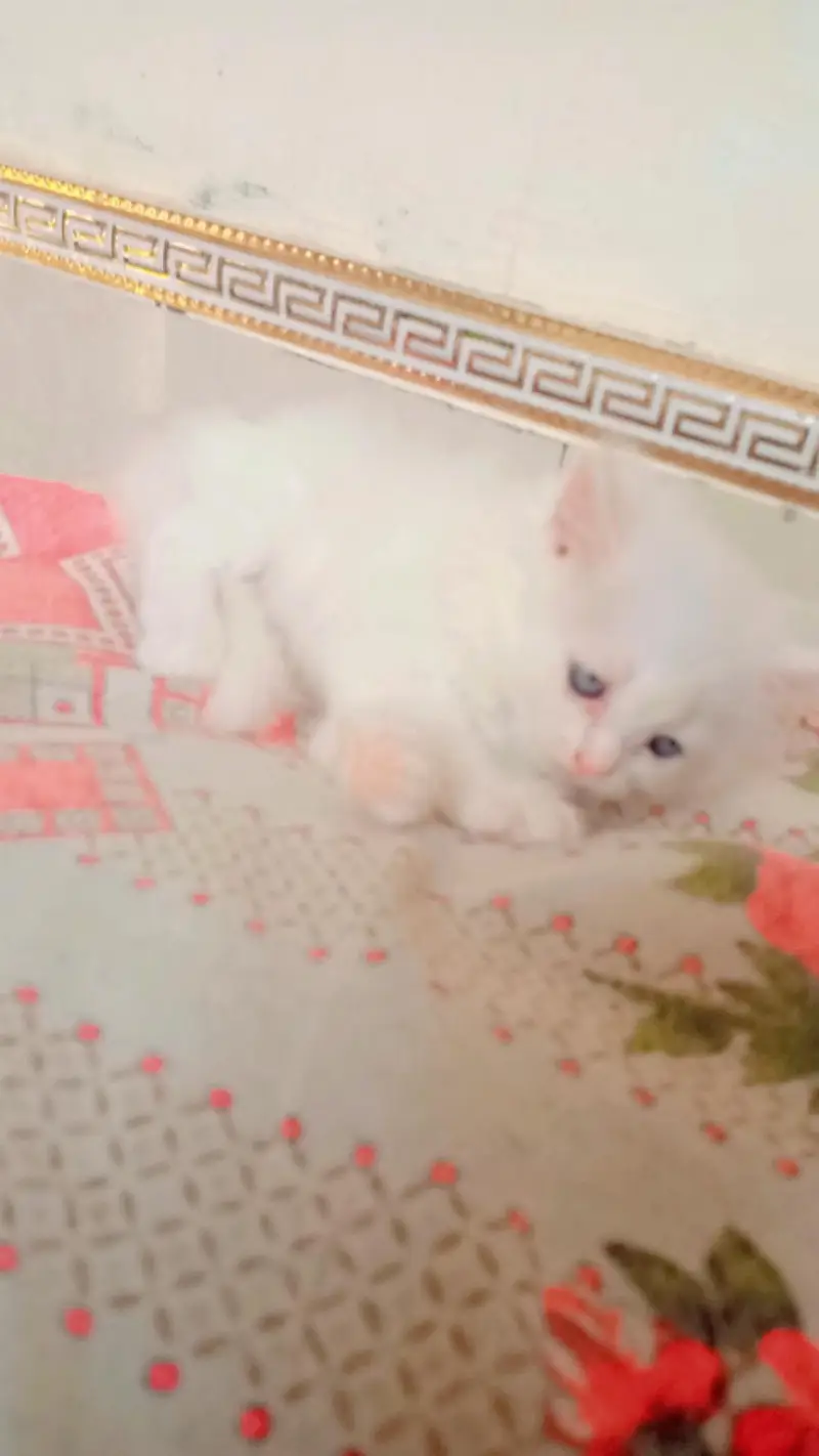 parshion kittens for Sale — photo 4