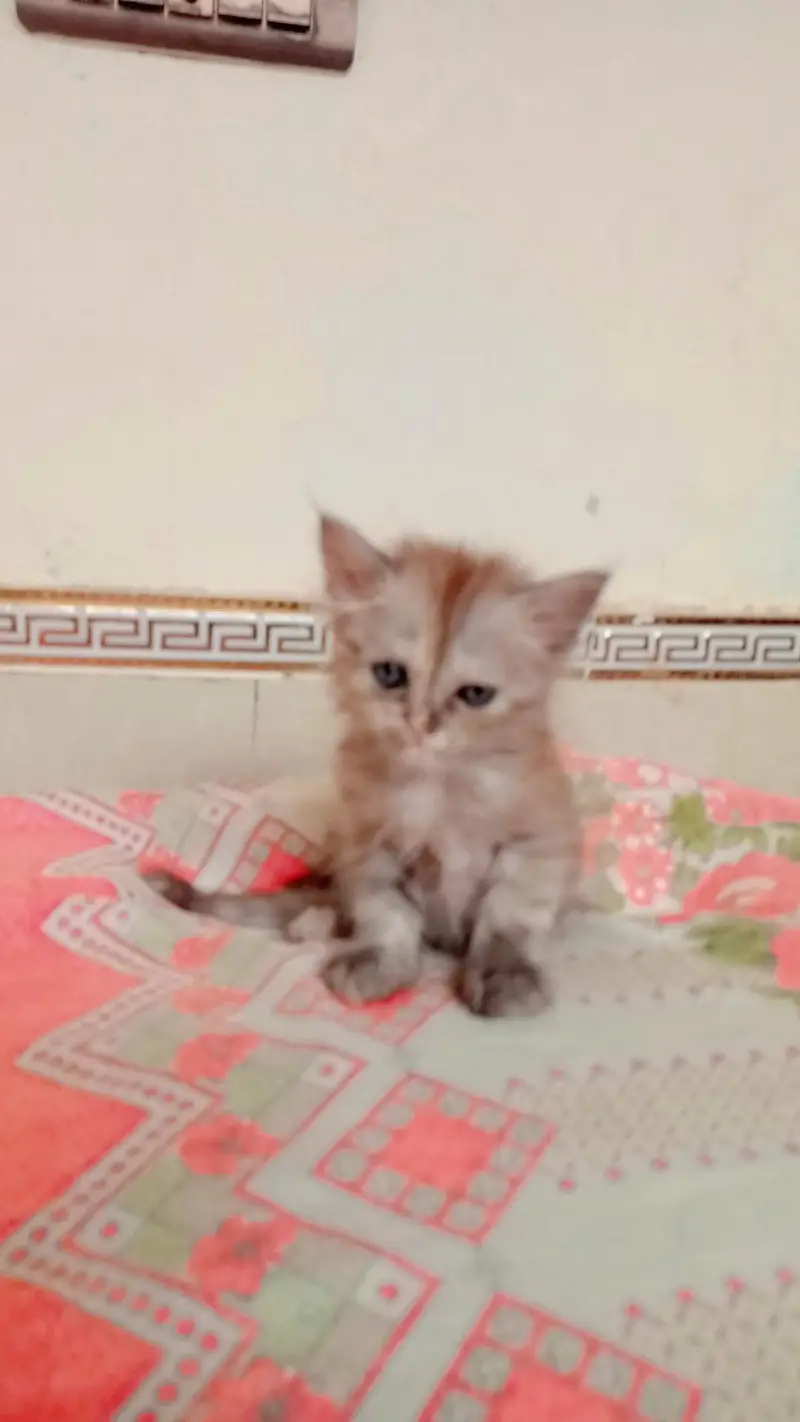 parshion kittens for Sale — photo 5