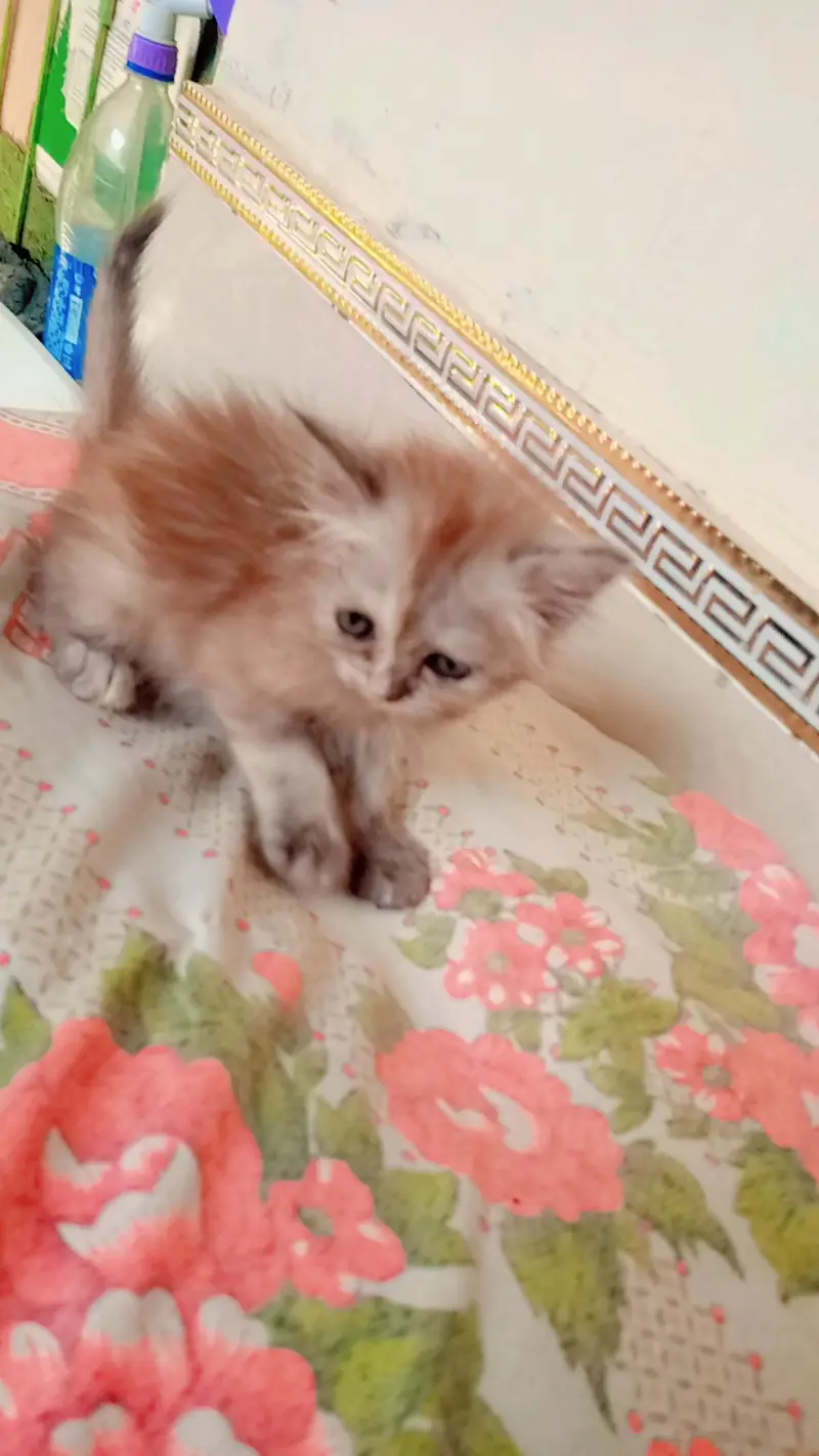 parshion kittens for Sale — photo 6