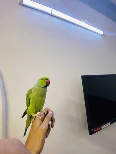 Fully tamed talking ringneck