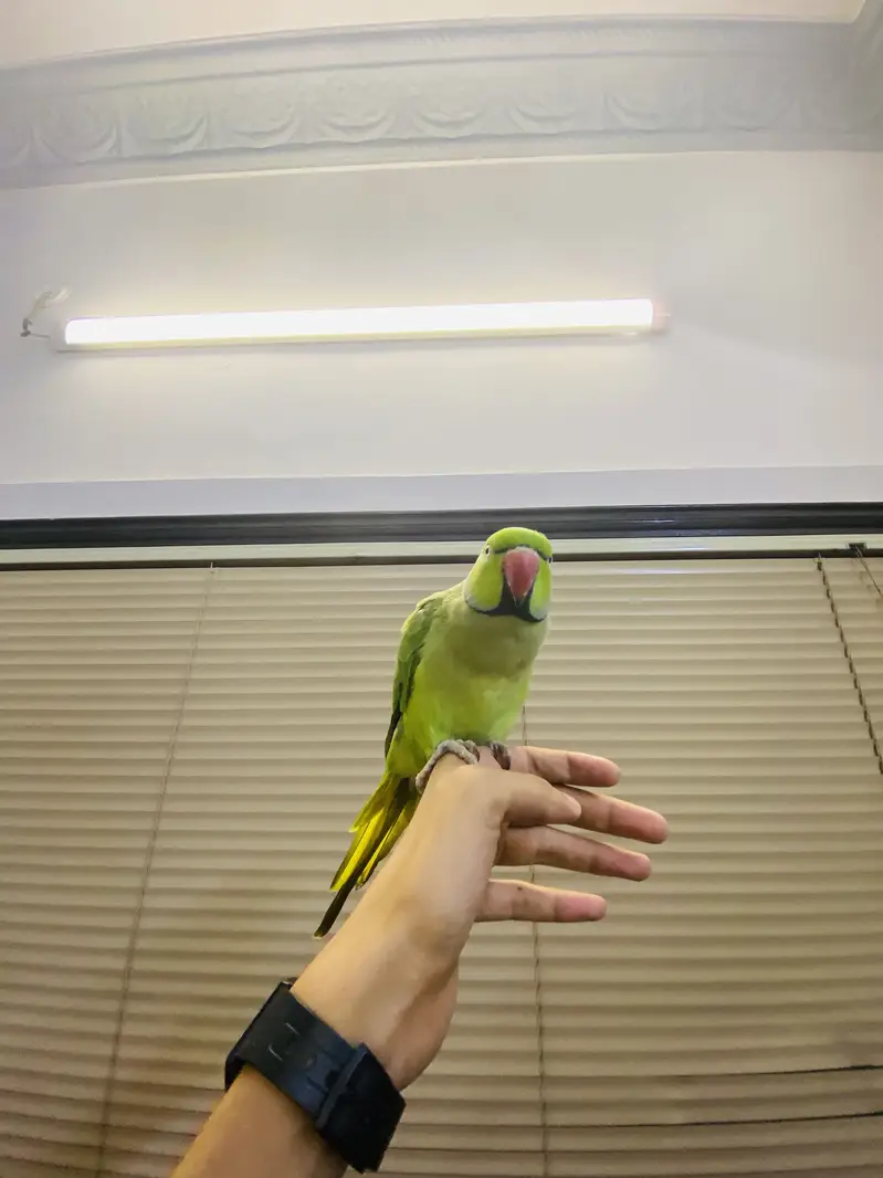 Fully tamed talking ringneck — photo 2